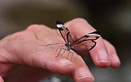 Glasswing (Greta oto)